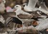 Caspian Gull at Private site with no public access (Steve Arlow) (62427 bytes)